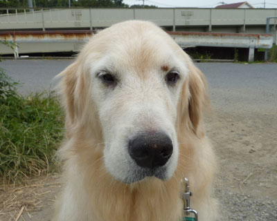 �m�荇���̑傫���l