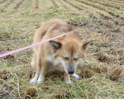 ���S�ɂӂ���