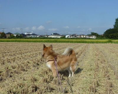 ���ɓ��Ƀh�b�O�������L����