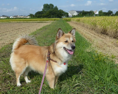 �ŋ߂͓c�A�������������Ƃ����Ԃ���