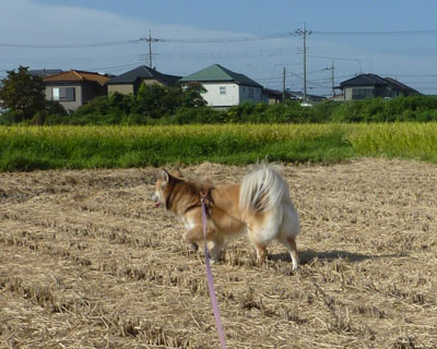 ���ꂵ���đ����Ă��܂�