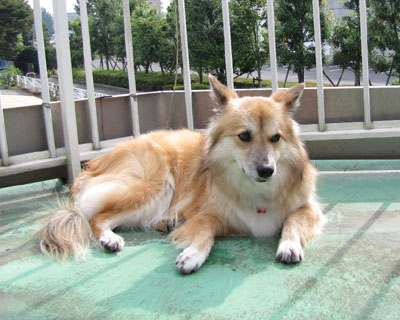 �ЂȂ��ڂ������ĊJ