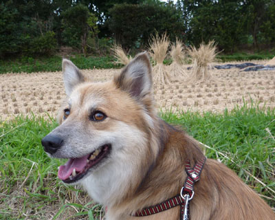 ���̃u���V�݂����́A�Ȃɂ��ȁH