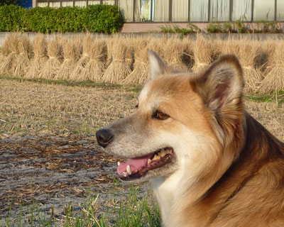 �������̃u���V�̕��������i