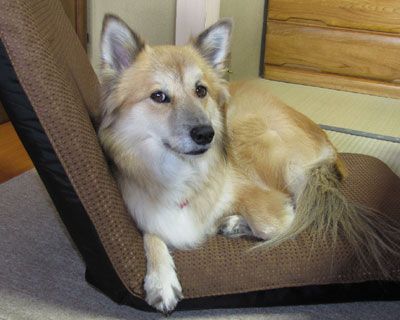 ���̍��֎q�͋C�ɓ�����