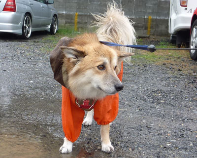 �����C�ɂȂ�񂾂�