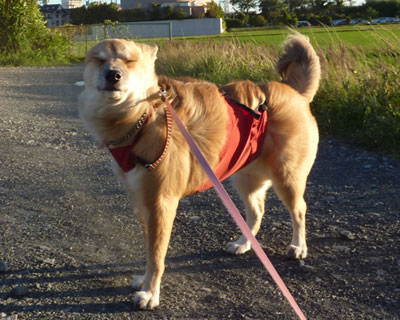 �i�߂Ȃ��Ȃ���