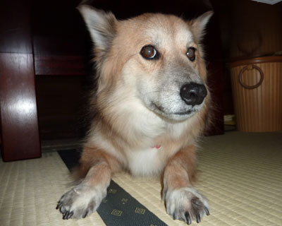 �P�O�������Ă̂ɁA�Ƃ�ł��Ȃ����J��