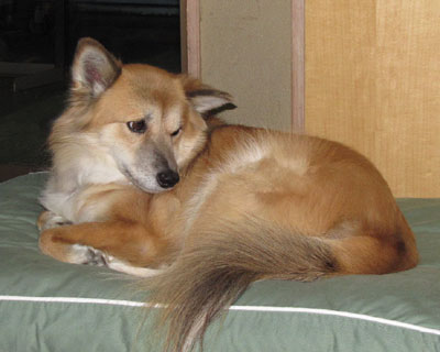 ���̊�̂��ƃP�c�������邱�Ƃ�����