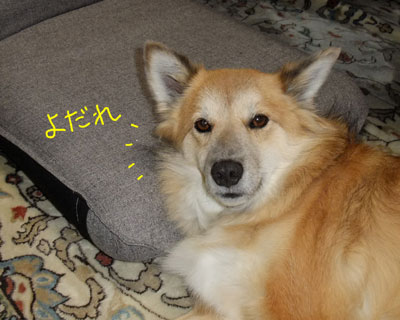 ���֎q���͉��K