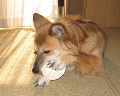 ���p�b�h�͂Ȃ��Ȃ������I���`������