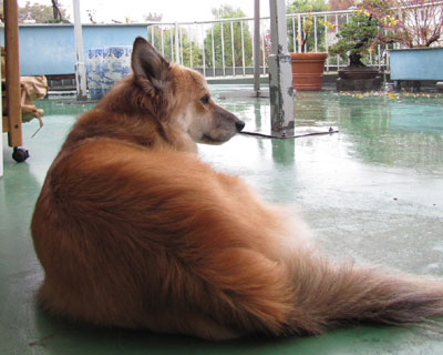 �P�P���͉J������������