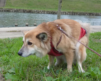 �J�オ��͓D�����Ȃ��V���r��