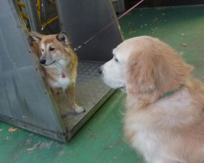 �傫�����F�B������