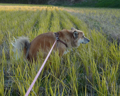 ��������ԉ��΂�