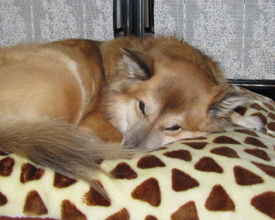 �g�~�C���ŖY����Ă��ѕz���o��