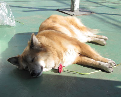 �K�[�x���Ǝ�