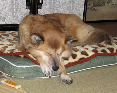 �ŋ߂܂��K���K���I���`�����g���Ă�