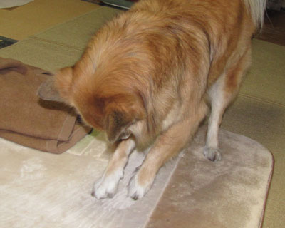 �z�b�g�J�[�y�b�g�J�o�[���V�����ꂽ�̂Ō@��