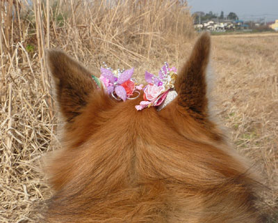 �܂����C���ɘA��čs���ꂽ