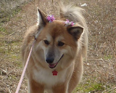 �V�j�A�̎G��Ȃ񂾂���