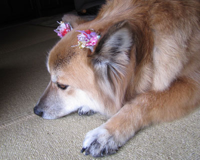 ���킢�����ǎ�����Ȃ����ĉ\�E�E�E