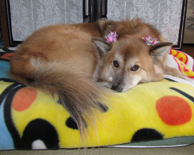 �N���ɂȂ��Ă���ƃ|�P�����ѕz���o��