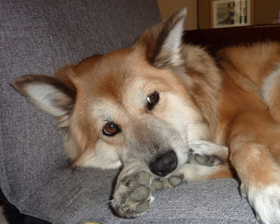 �V�j�A�ɂ͂���ς���֎q����