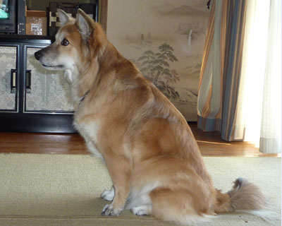 ����ł������H