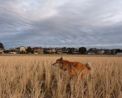 �]���݂����ȉ_����