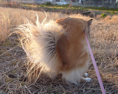 �u�c�����Ŕ�т�������