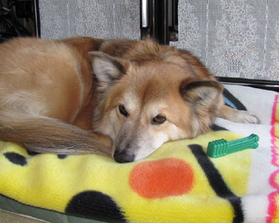 �ɂ��O���j�[�Y������