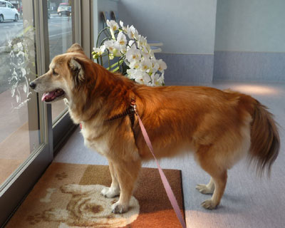 �ŋ߁A�K���ڂ肪�p��