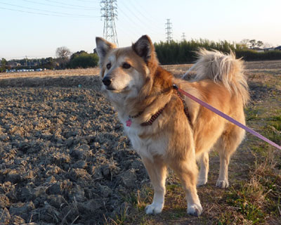 �������C�ɂȂ錢�𔭌�