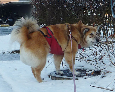 �ł���͑�D��