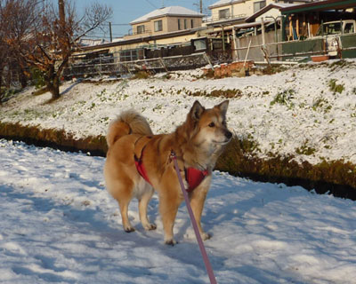 ���������ς���΂悩������