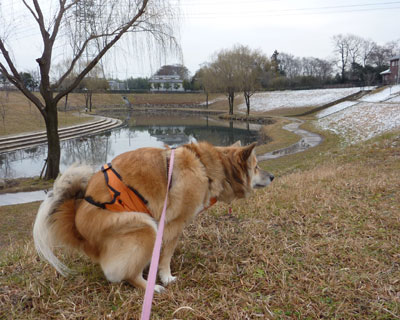 �ߌ�͂قƂ�ǎc���ĂȂ�����