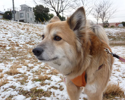 �ł��܂�������Ƃ��ꂵ��