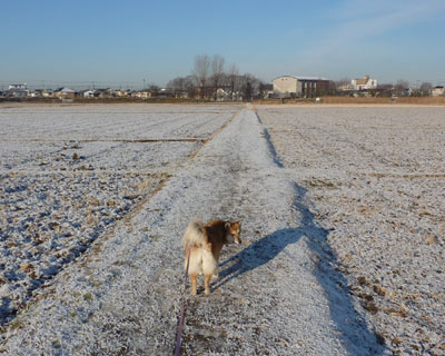 �P�[�L�̕������ɕ����Ă��