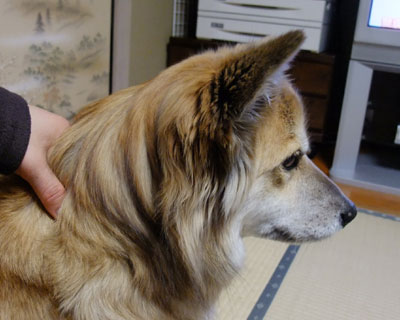 �Ƃ��ǂ����܂�ɗ���