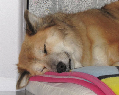 �Ȃ��������������ĐQ��