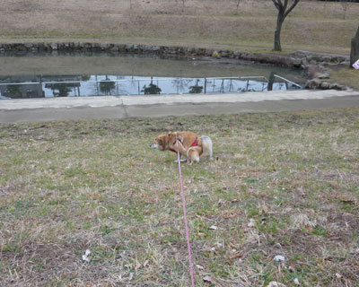 �Ȃ�����̉��Ńg�C��