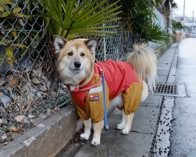 �����ɏZ��ł��l�R����񂪂��Ȃ��Ȃ���