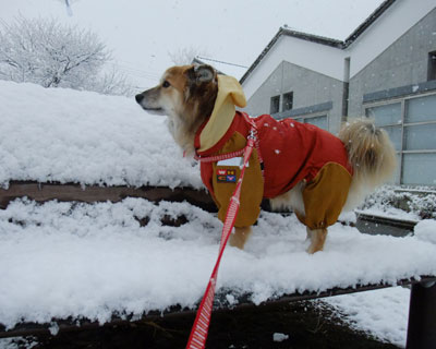 ���ꂵ���Ă̂ڂ��Ă��܂���