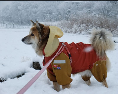 �J�b�p�𒅂Ă����삪�@�q