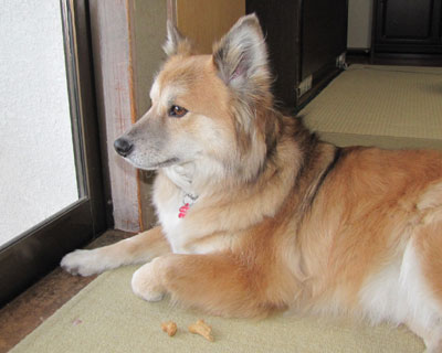 �������񂹂�ƈ�x�����H�ׂ�