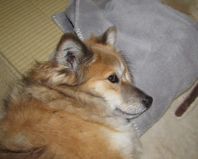 �l�̏㒅�ł������͂��Ȃ�