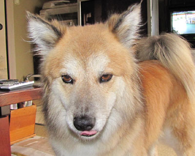 �ڂ���������