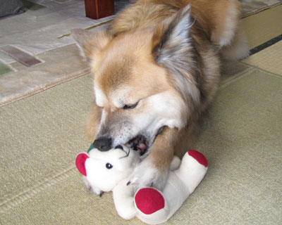 �V��ł����悤