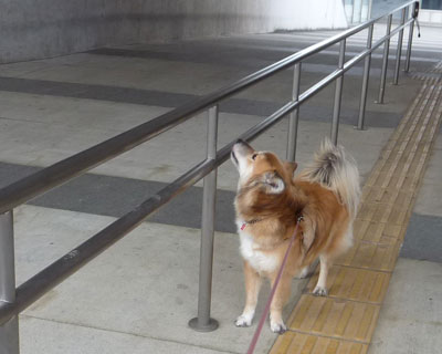 ���ׂĂ̖_�̓`�F�b�N�Ώ�